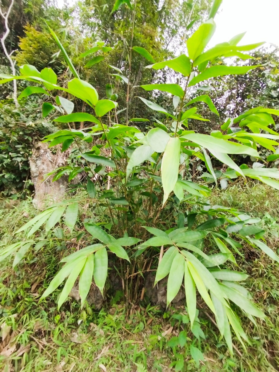 Cây lá giang